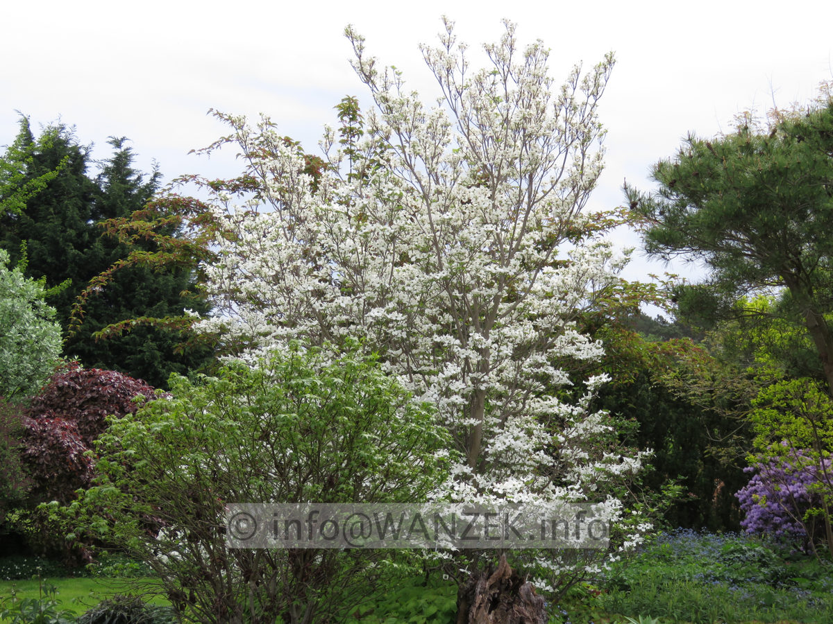 Cornus florida - Bluete vor dem Austrieb 5.JPG